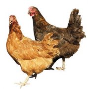属鸡男孩名字最佳用字